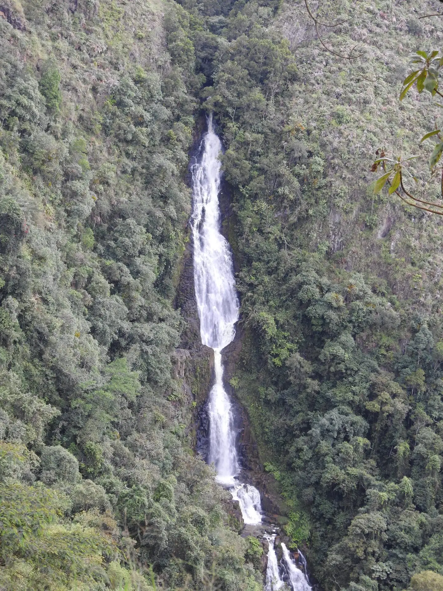 Cascada en un bosque de montaña