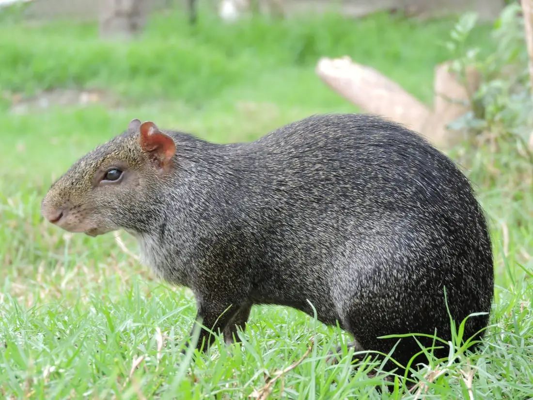 Guatín