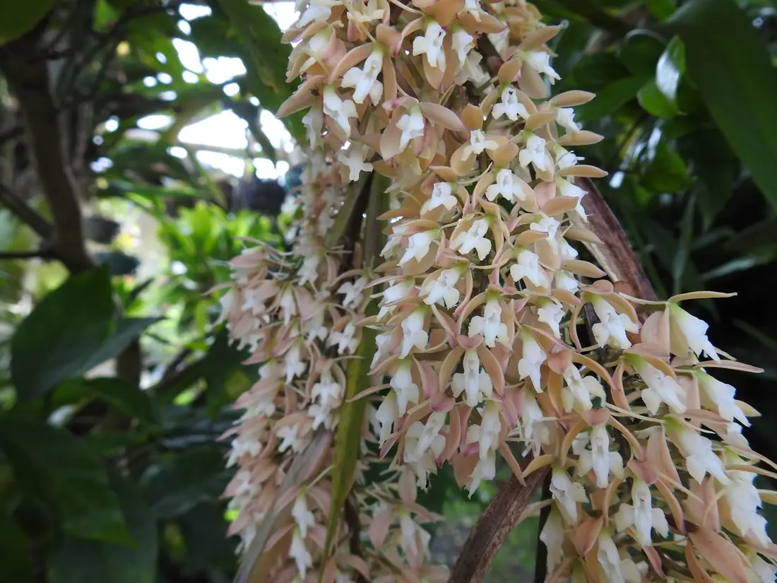 Orquídea silvestre