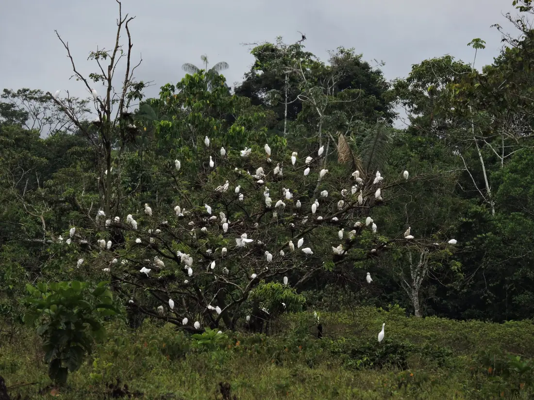 Colonia de garzas blancas junto a un humedal