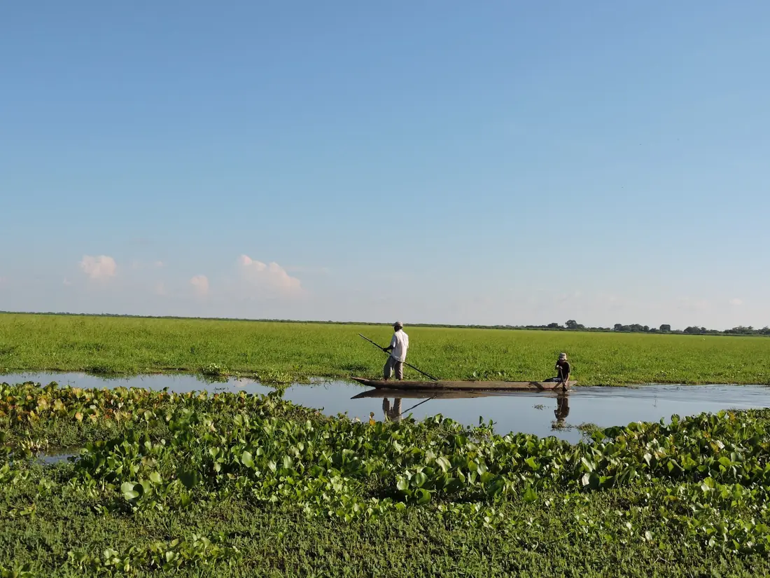 Canoa en un humedal con vegetación flotante