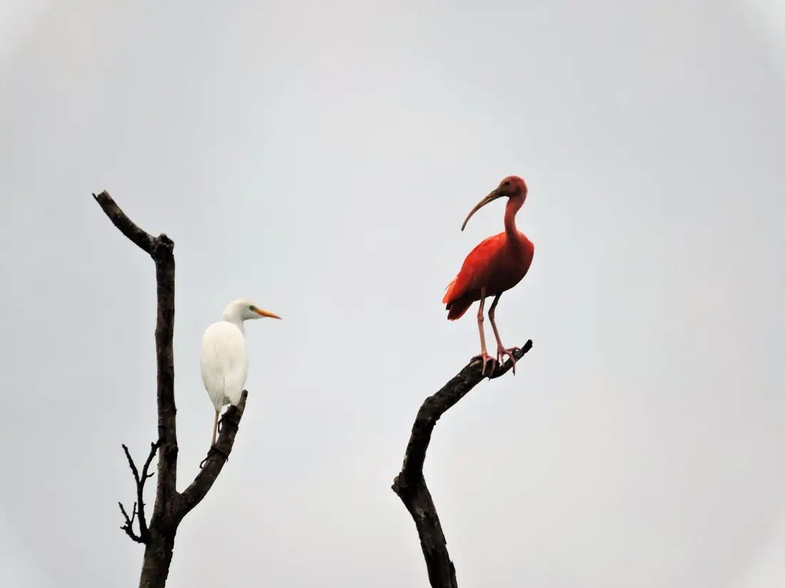Corocora roja