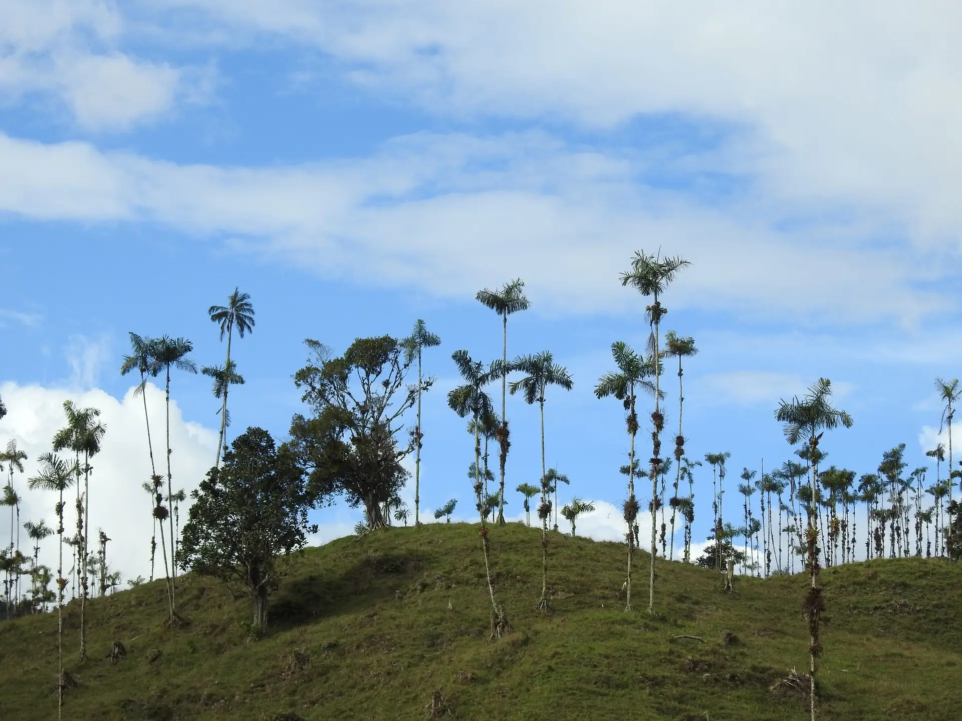 Palmas de cera sobre una ladera andina