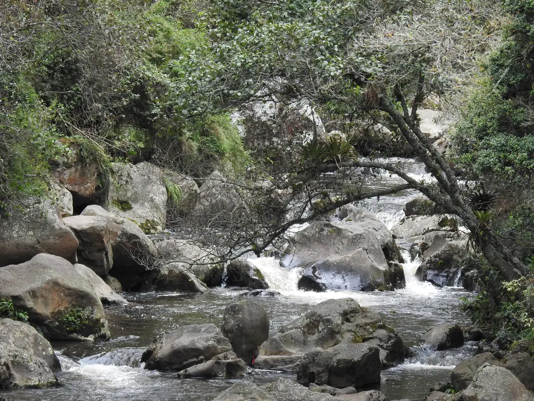 Quebrada de montaña entre rocas y bosque