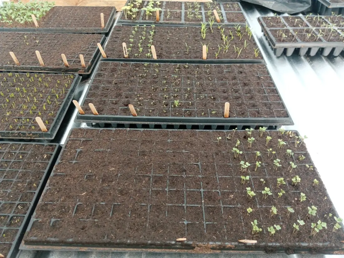Bandejas de germinación en vivero